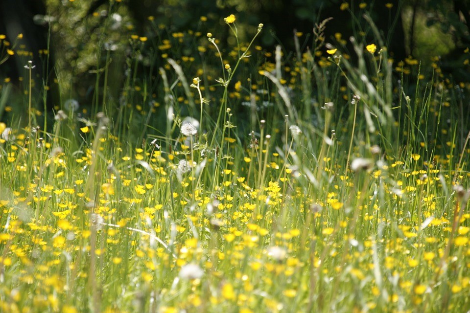 img - Hay Fever Drugs are making Driving Illegal